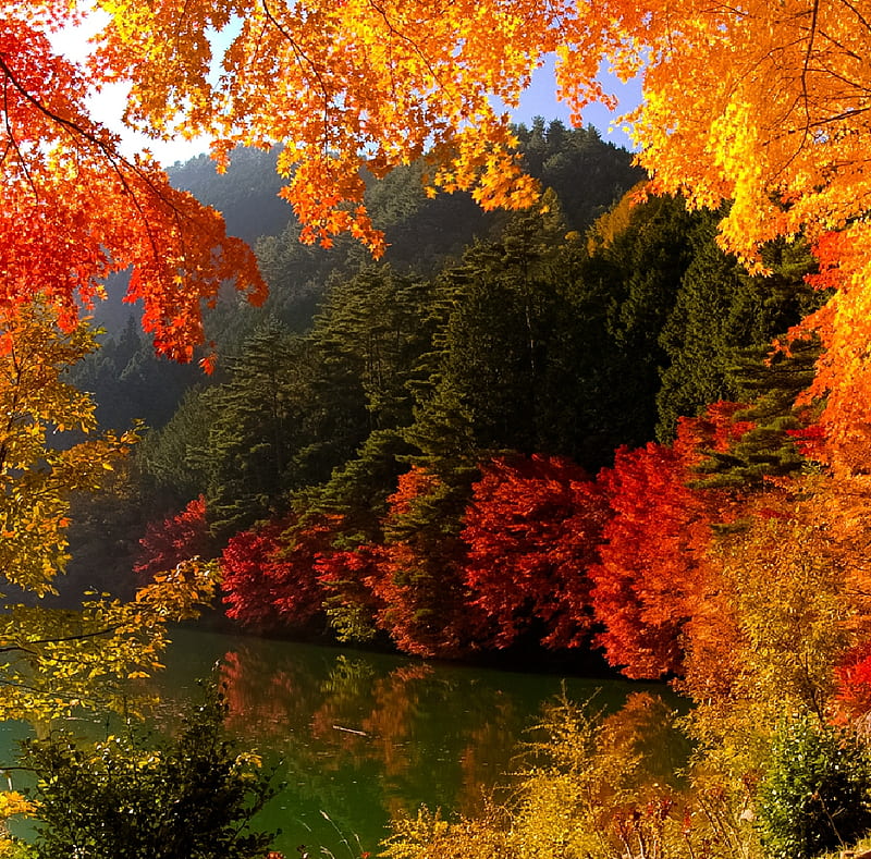 Lake shore fall colors, fall, lakes, nature, lake shore, colors, HD wallpaper