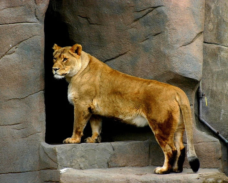 Wallpaper lioness, female lion, curious, muzzle, close up desktop wallpaper,  hd image, picture, background, e3b5e5 | wallpapersmug