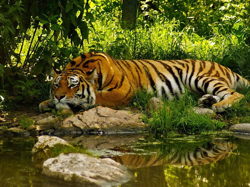 Tiger, my favorite, cea mai frumoasa, il iubesc, tigrul, felina, HD wallpaper