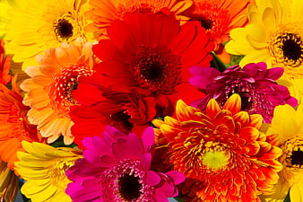 Gerbera, flowers, petals, colorful, bright, HD wallpaper | Peakpx