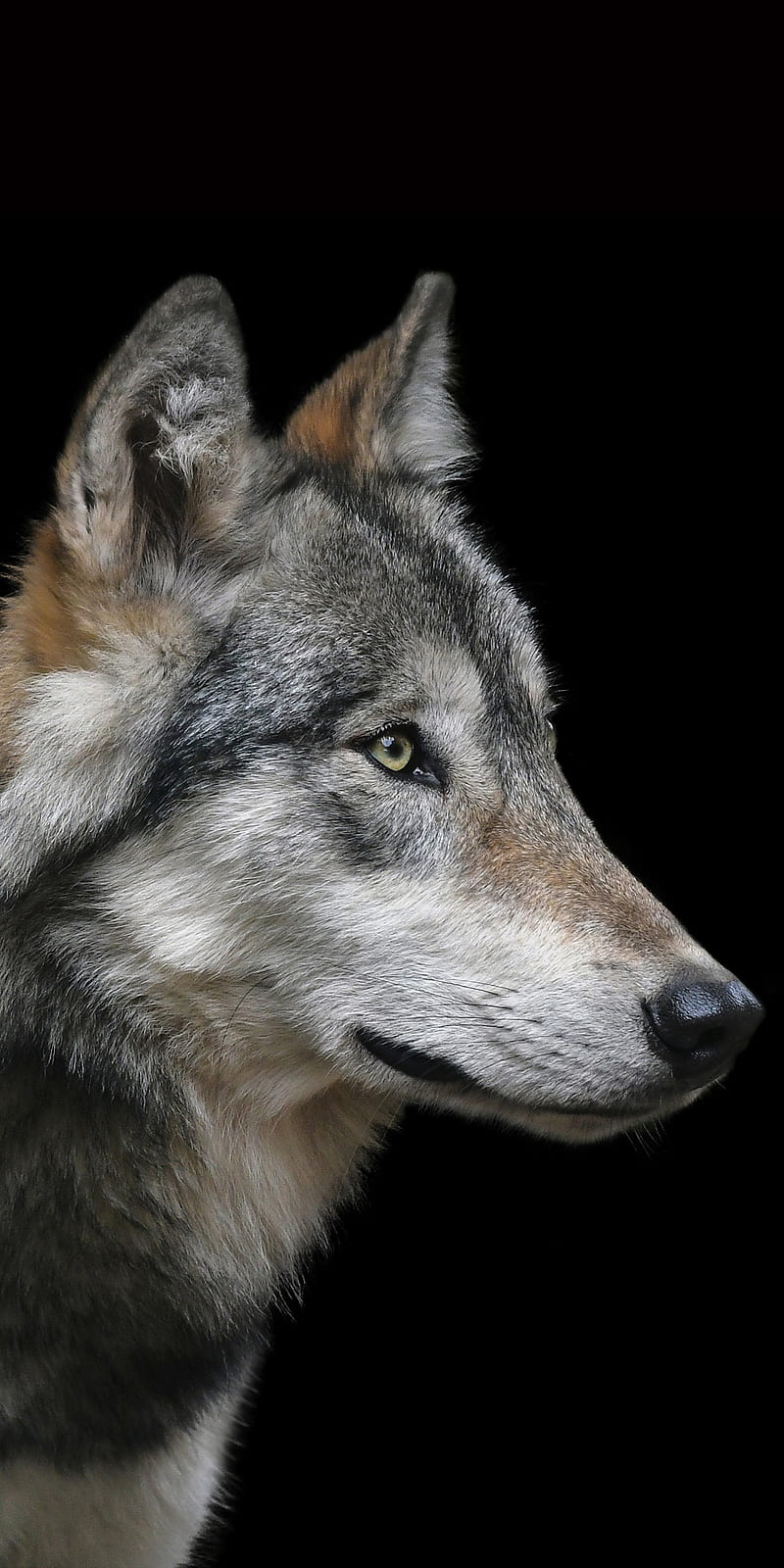 Wolf, amoled, animal, animals, black q, wild, wolves, HD phone wallpaper