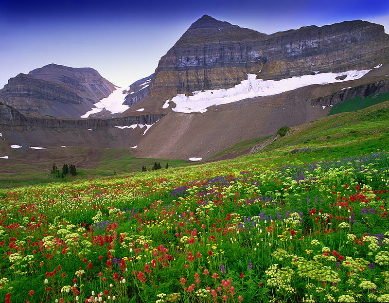 mountain meadow, flowers, nature, wild, meadow, HD wallpaper