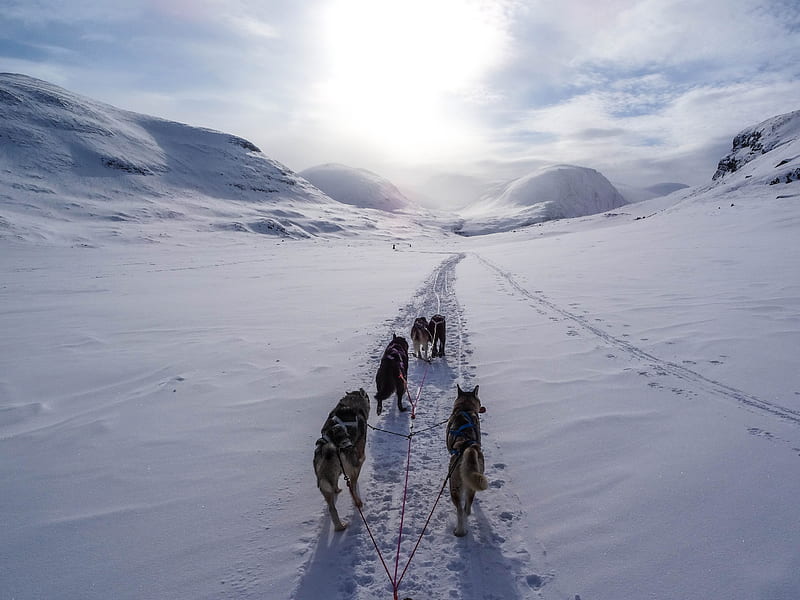 five wolves walking on snow covered mountain during daytime, HD wallpaper