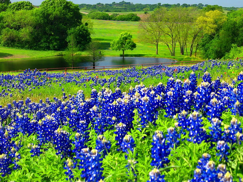 Blue flowers, pretty, grass, bonito, nice, calm, flowers, blue, quiet, lovely, greenery, lake, pond, water, serenity, bluebonnets, summer, nature, meadow, field, HD wallpaper