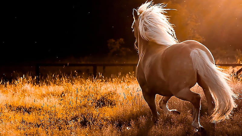 Horse On Back View Horse, HD wallpaper