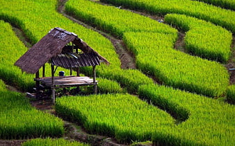 Ruộng lúa nước non xanh biếc là một cảnh tượng tuyệt đẹp của quê hương Việt Nam. Nếu muốn đắm mình trong vẻ đẹp thiên nhiên hùng vỹ đó, hãy xem ngay hình ảnh liên quan đến từ khóa này.