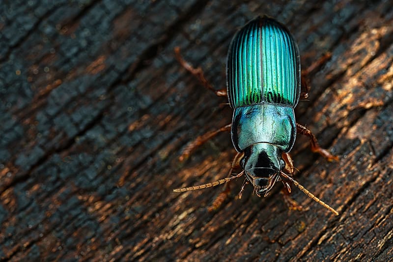 Beetle, Animals, Zoology, Insects, Entomology, HD wallpaper