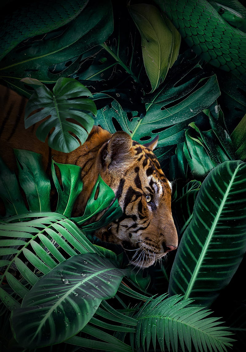 Tiger, big cat, predator, jungle, wildlife, HD phone wallpaper | Peakpx