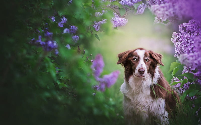 Border Collie, lilac bushes, cute animals, bokeh, pets, spring, brown border collie, dogs, Border Collie Dog, HD wallpaper