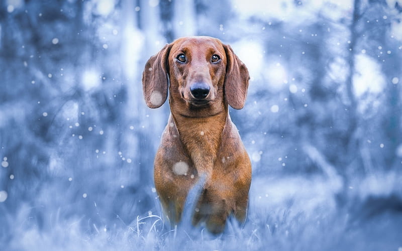 Dachshund, winter, pets, dogs, brown dachshund, muzzle, cute animals, Dachshund Dog, HD wallpaper