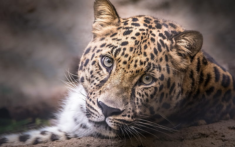 leopard, muzzle, wildlife, dangerous animals, wild cats, HD wallpaper