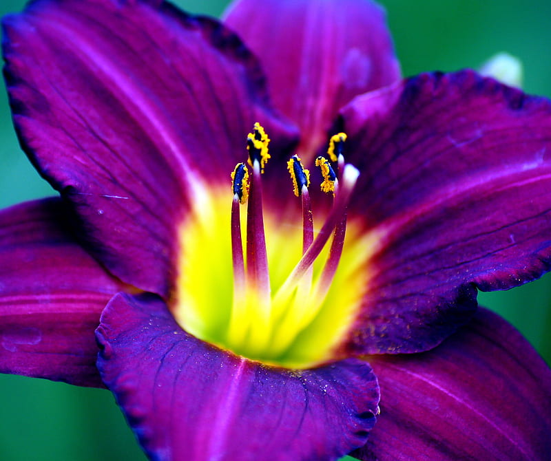 Vibrant, closeup, flower, lily, macro, plant, purple, summer, yellow, HD wallpaper