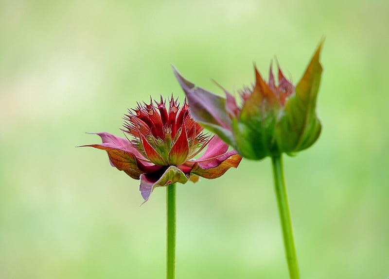 Pretty Duo, Bee Balm, Summer, graphy, Flowers, Nature, HD wallpaper