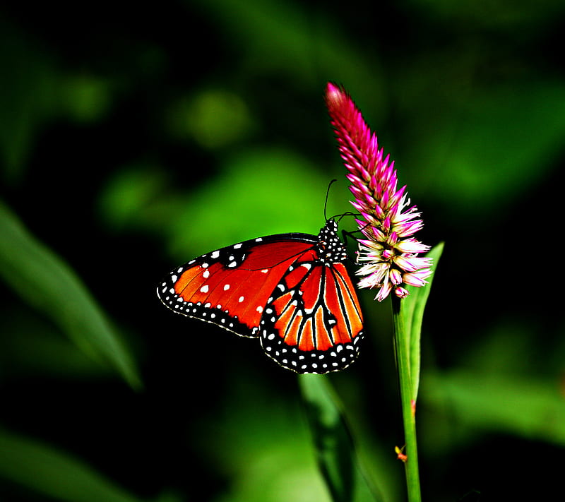 Butterfly, insect, wings, HD wallpaper