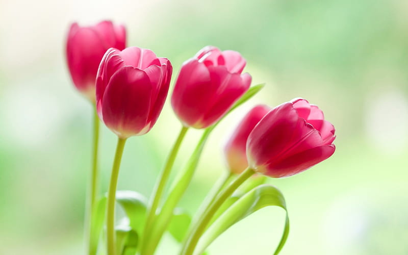 pink tulips, spring, beautiful flowers, spring bouquet, floral background, bokeh, HD wallpaper
