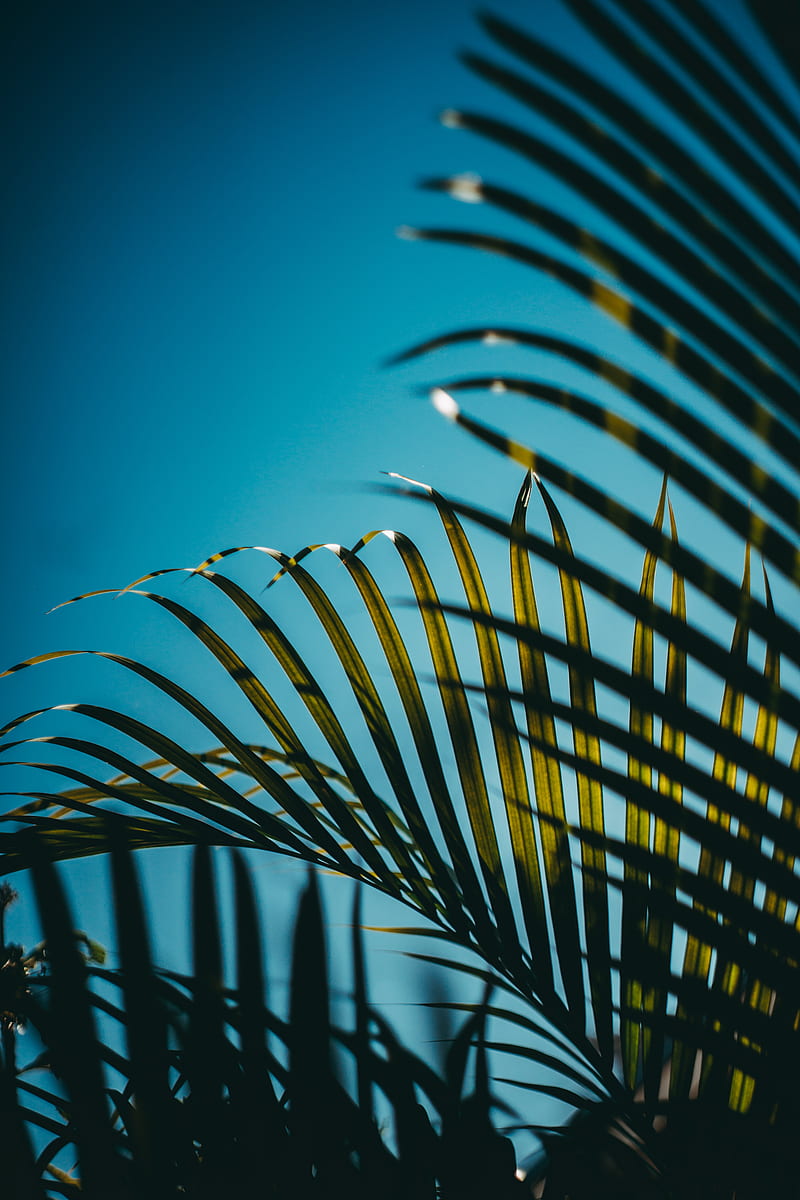 leaves, palm, branches, sky, HD phone wallpaper