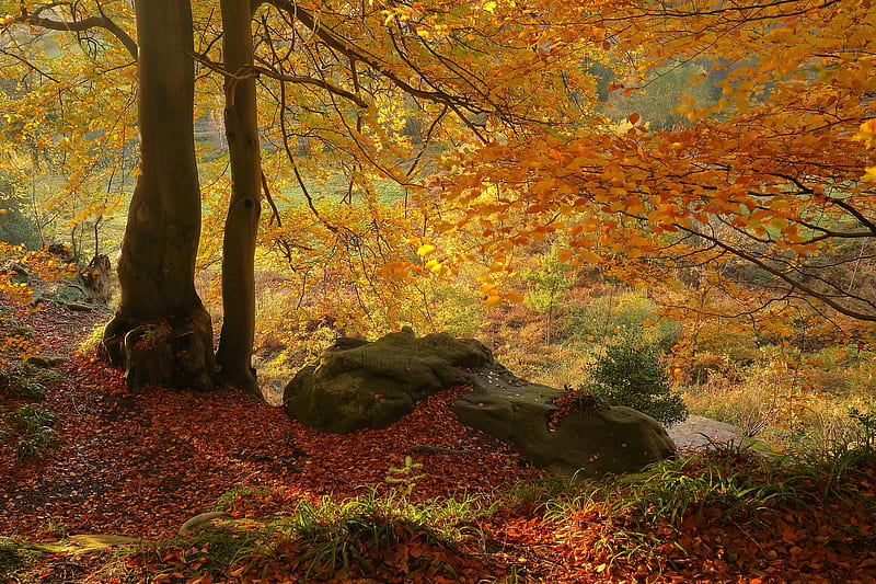 Earth, Fall, Stone, Tree, HD wallpaper