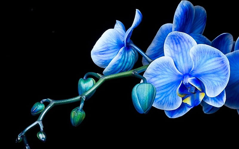 Orchid Background. Orchid Flowers , Orchid and Orchid Background, Blue and Purple Orchids, HD wallpaper