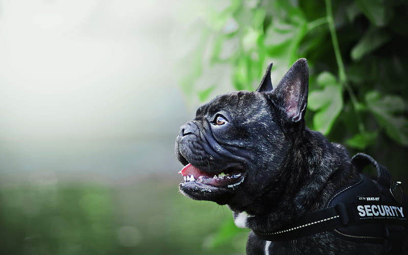 french bulldog, security dog, close-up, black french bulldog, dogs, pets, cute animals, bulldogs, HD wallpaper