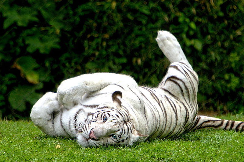 Aren't I Cute?, relaxed, tiger, white, cat, play, HD wallpaper