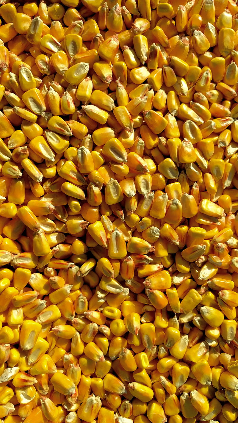 Corn, autumn, bright, fall, kernels, nature, yellow, HD phone wallpaper