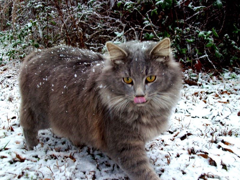 Kitty in the snow, bonito, maine coon, snow, cats, HD wallpaper | Peakpx