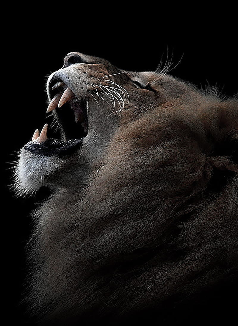 León, leones, macho, rugido, Fondo de pantalla de teléfono HD | Peakpx