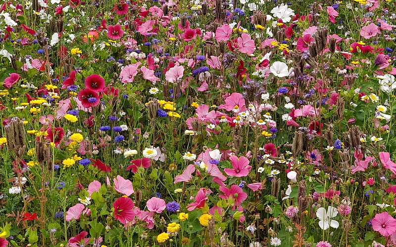 Meadow Flowers, flowers, mixed, wild, meadow, HD wallpaper