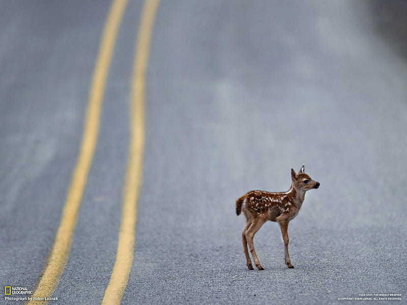 Where's My Mother?, lost, fawn, road, baby, HD wallpaper