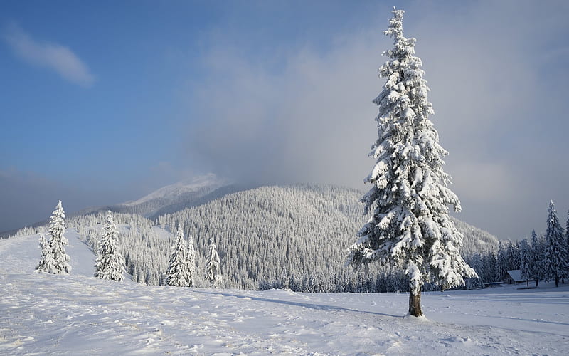 winter, mountains, snow, forest, mountain winter landscape, HD wallpaper