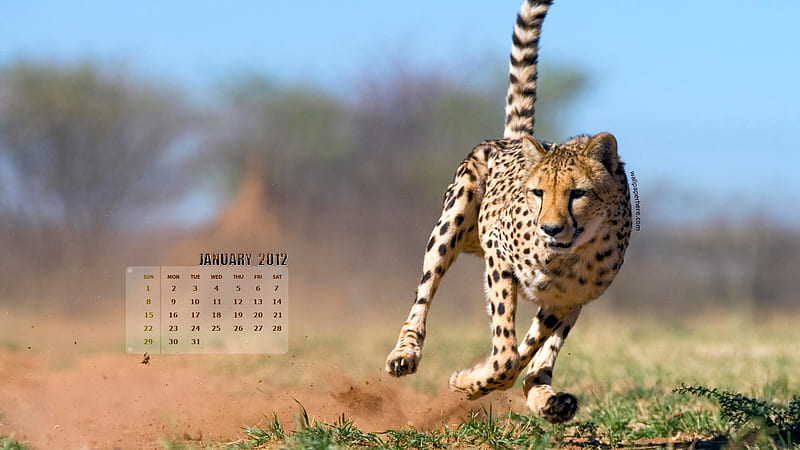 Leopard-January 2012 calendar themes, HD wallpaper