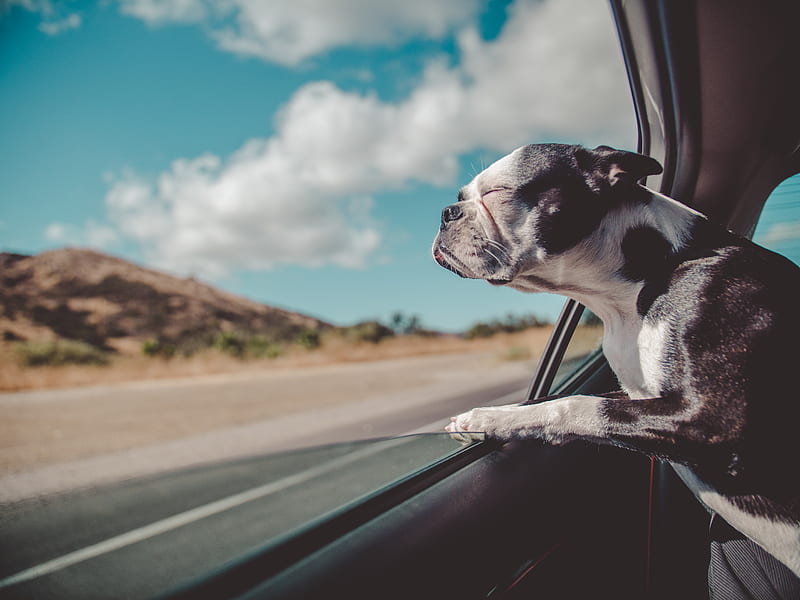 Boston Terrier inside a vehicle, HD wallpaper