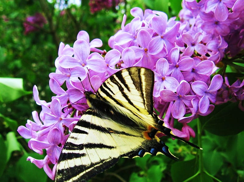 Lilac landing pad, lilac, viceroy, wings, butterfly, green, mauve, yellow and black, HD wallpaper