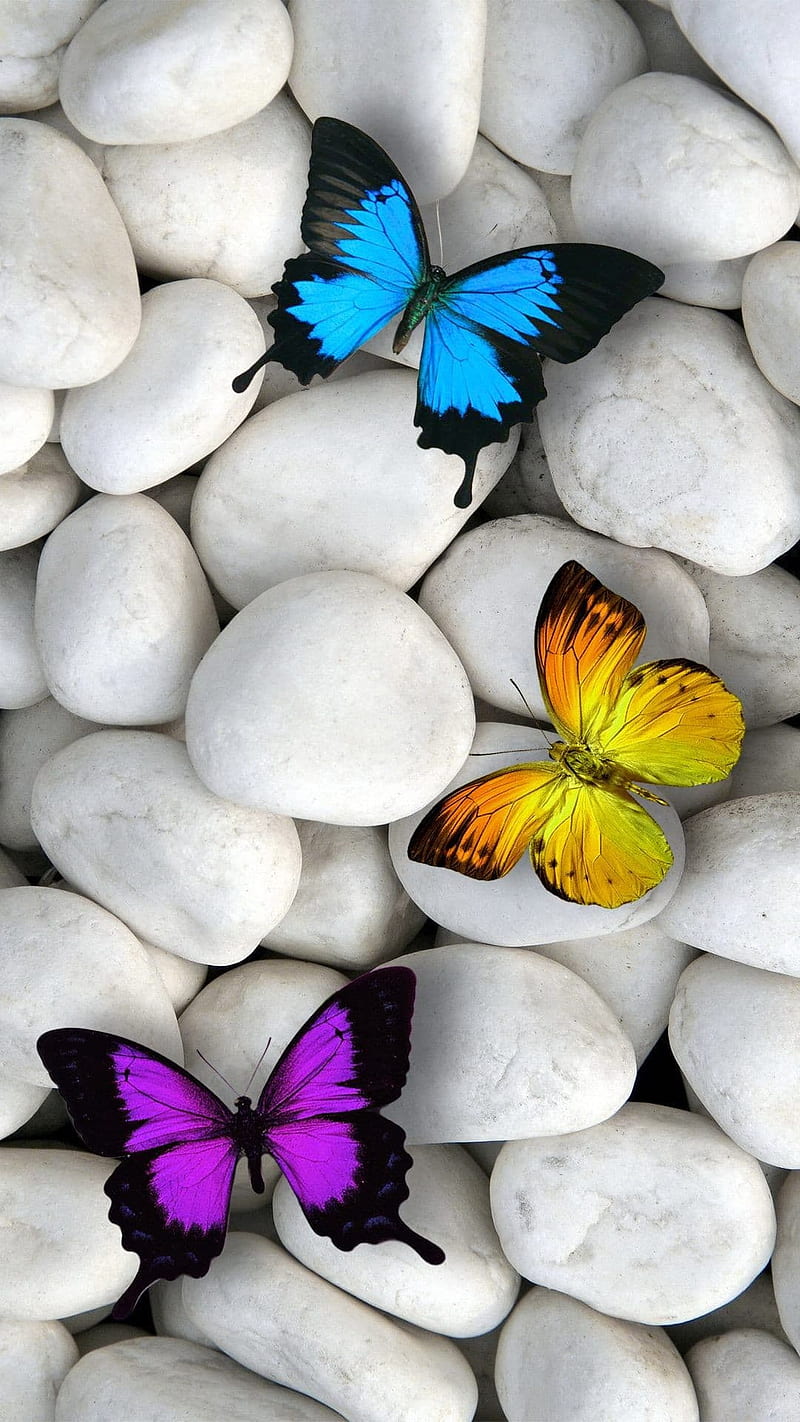 Butterfly, blue, butter, butterflies, purple, stones, white, yellow, HD phone wallpaper