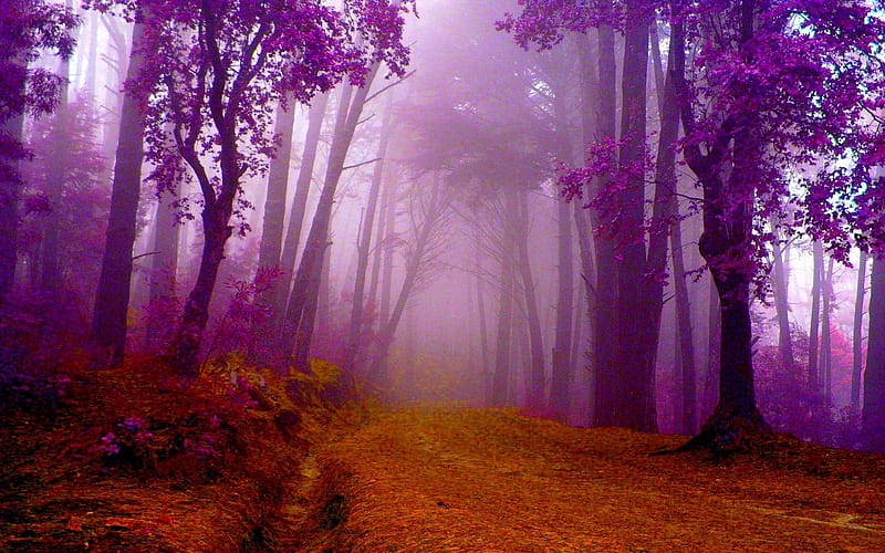 AUTUMN in PURPLE, forest, autumn, purple, fog, HD wallpaper