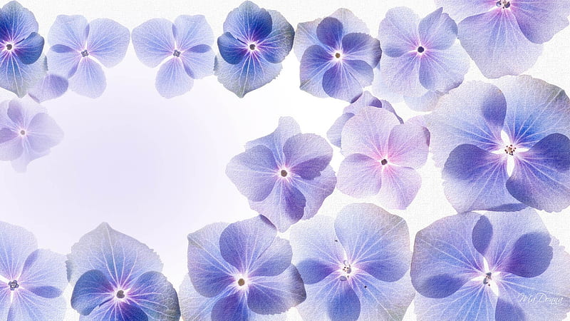 Hydrangea Violet Flowers Wallpaper, HD Flowers 4K Wallpapers, Images and  Background - Wallpapers Den