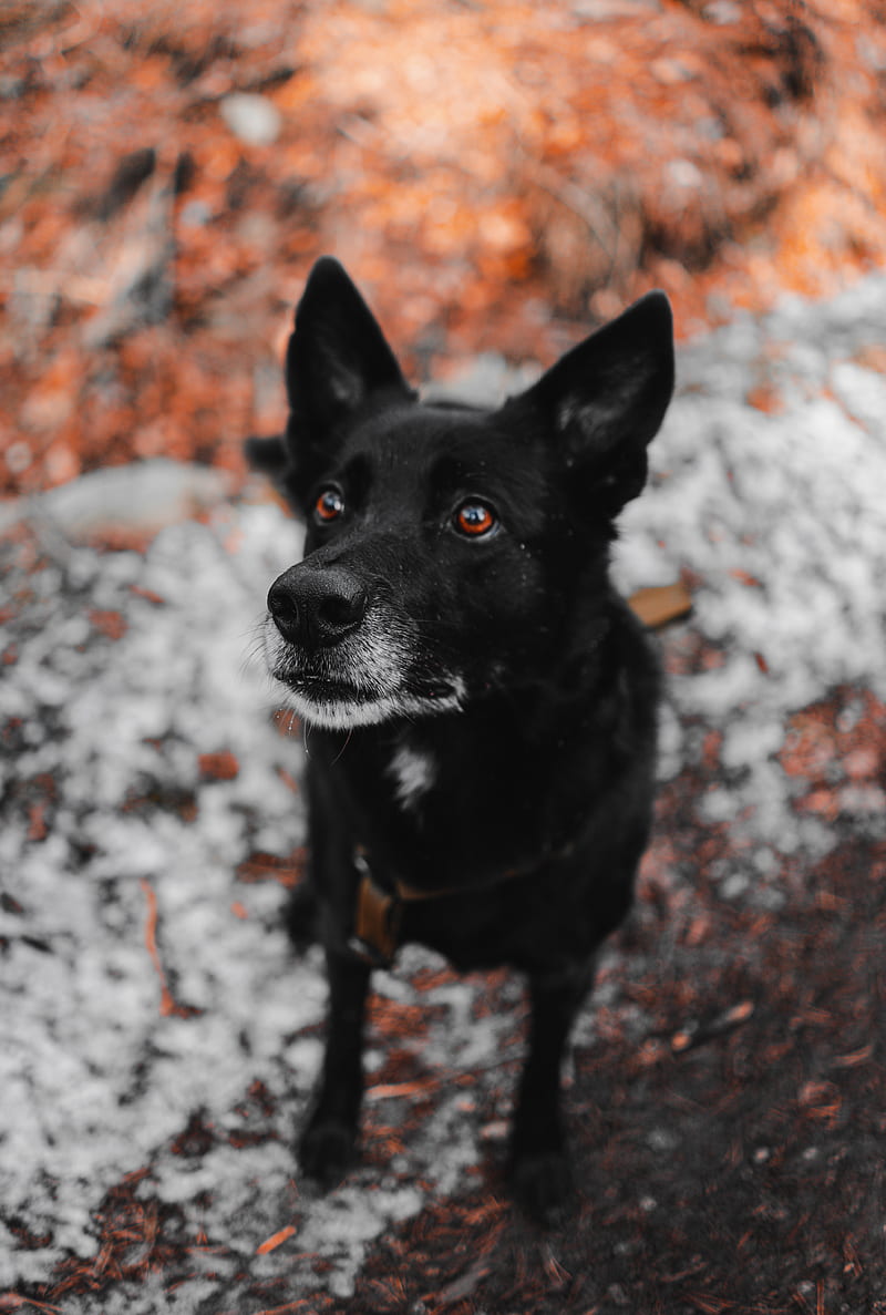 dog, black, muzzle, sight, pet, HD phone wallpaper