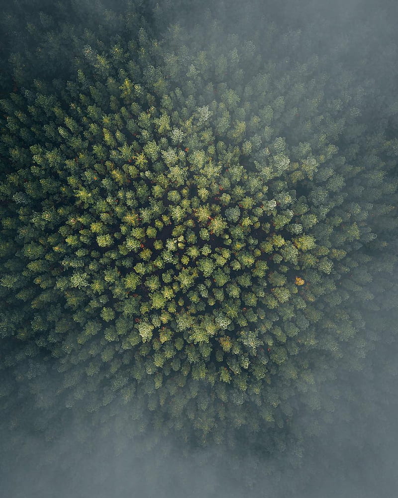 nature, forest, trees, bird's eye view, top view, HD phone wallpaper