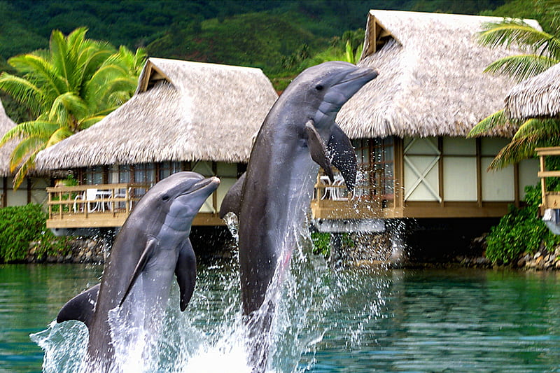 Dolphins jumping and playing in the Blue Lagoon at Tropical Paradise Island Moorea Polynesia, moorea, polynesia, resort, reef, biologist, fish, french, retreat, bungalow, dancing, play, atoll, lagoon, marine, bungalows, jump, islands, life, ocean, jumping, coral, south, water, society, dance, biology, villa, sea, dolphins, polynesian, blue, playing, dolphin, island, villas, HD wallpaper