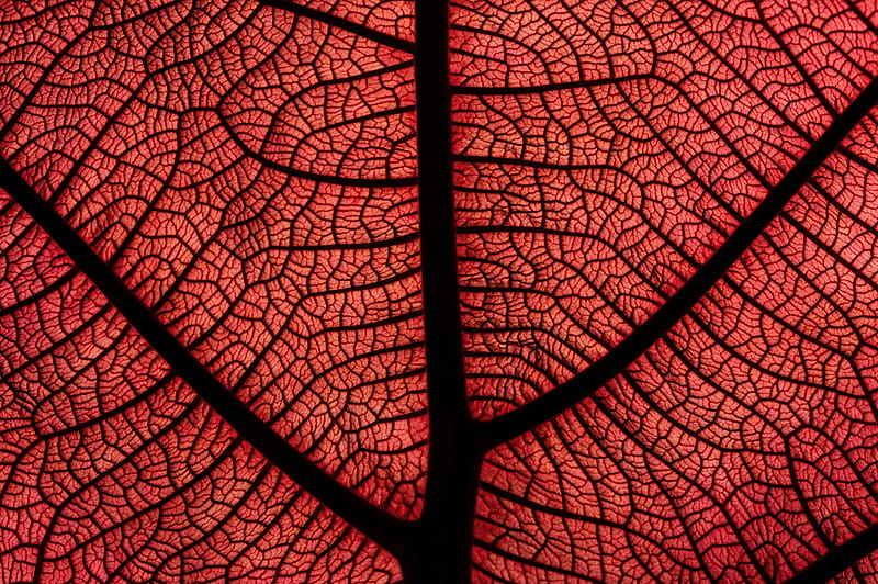 leaf, macro, veins, plant, red, HD wallpaper
