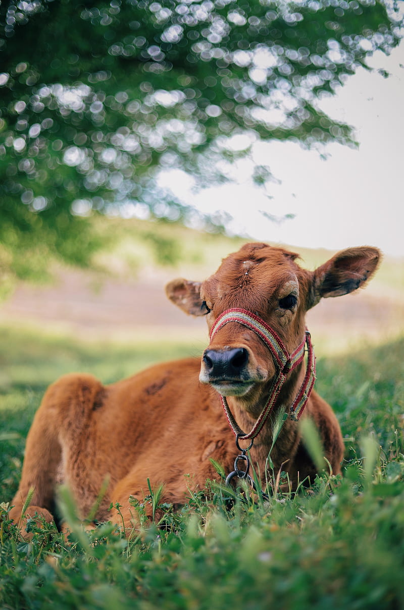 Cow, cows, milk, animal, farm, ox, cattle, animals, pet, HD phone wallpaper  | Peakpx