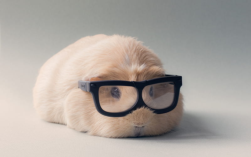 guinea pig, funny animals, cavy in glasses, cavy, rodent, pets, Cavia porcellus, HD wallpaper