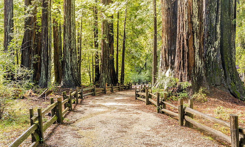 Santa Cruz Mountains Vacation Rentals & Homes - California, United States. Airbnb, Santa Cruz Redwoods, HD wallpaper