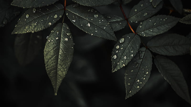 Plant Leaves Water Drops Dark Background Nature, HD wallpaper | Peakpx