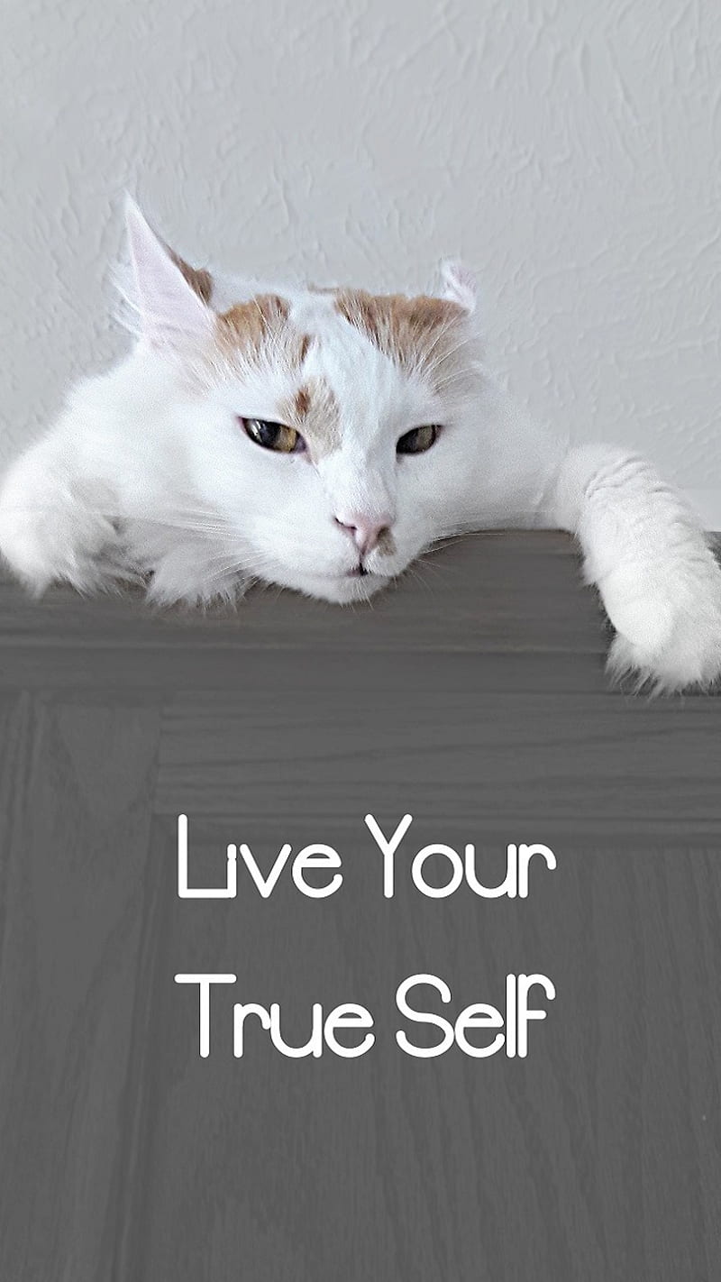 True Self Cat, be me, be you, cool, cute, face, feline, inspirational, inspiring, kitty, life, look, love, paws, quote, sayings, words, HD phone wallpaper