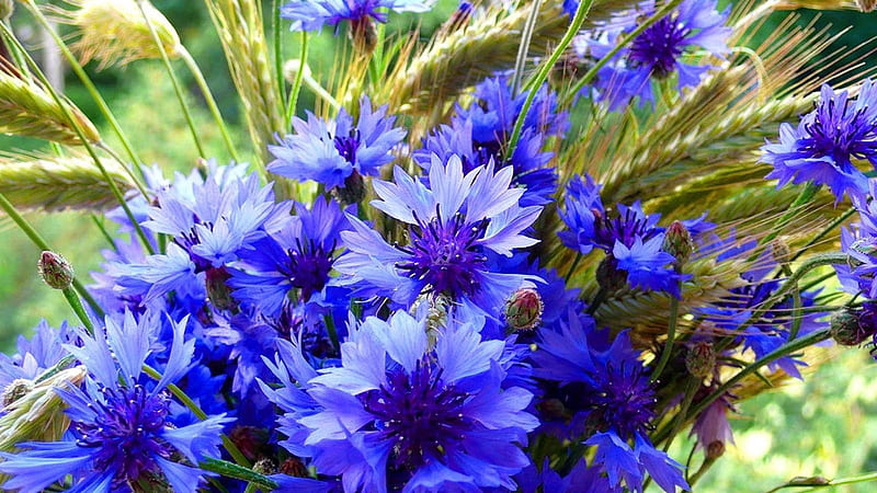 Blue Cornflower Flowers Flowers, HD wallpaper
