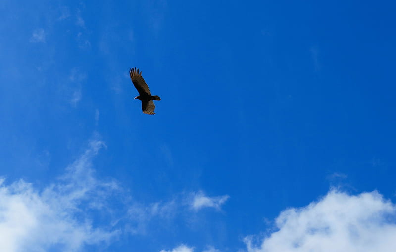 In Flight, buzzard, wings, fowl, sky, clouds, animal, hunting, bird, nature, field, hunter, blue, HD wallpaper