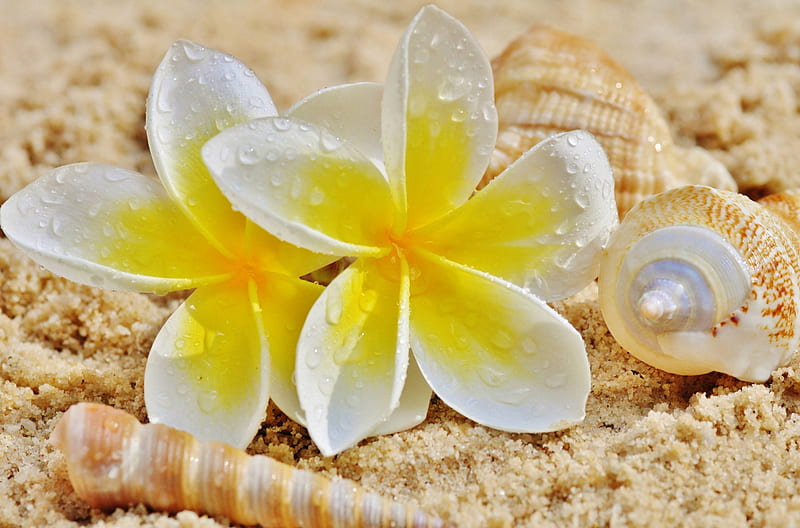 Plumeria and Shells on a Beach, islands, exotic, hawaii, plumeria, bonito, beach, sand, frangipani, paradise, flowers, island, shells, tropical, hawaiian, HD wallpaper