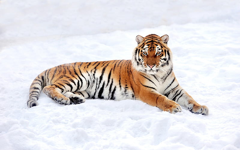 tiger, winter, snow, predator, wildlife, wild cat, HD wallpaper