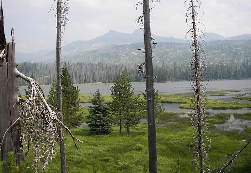 Upper Payette Lake, Idaho, forest, nature, idaho, upper payette lake, HD wallpaper